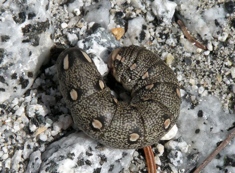 Larva di Hyles vespertilio?